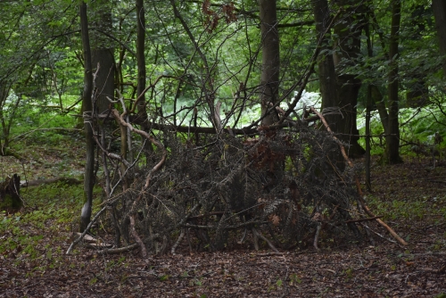 DSC_0203.jpg